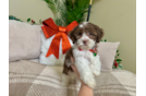 Best Shih Poo Baby