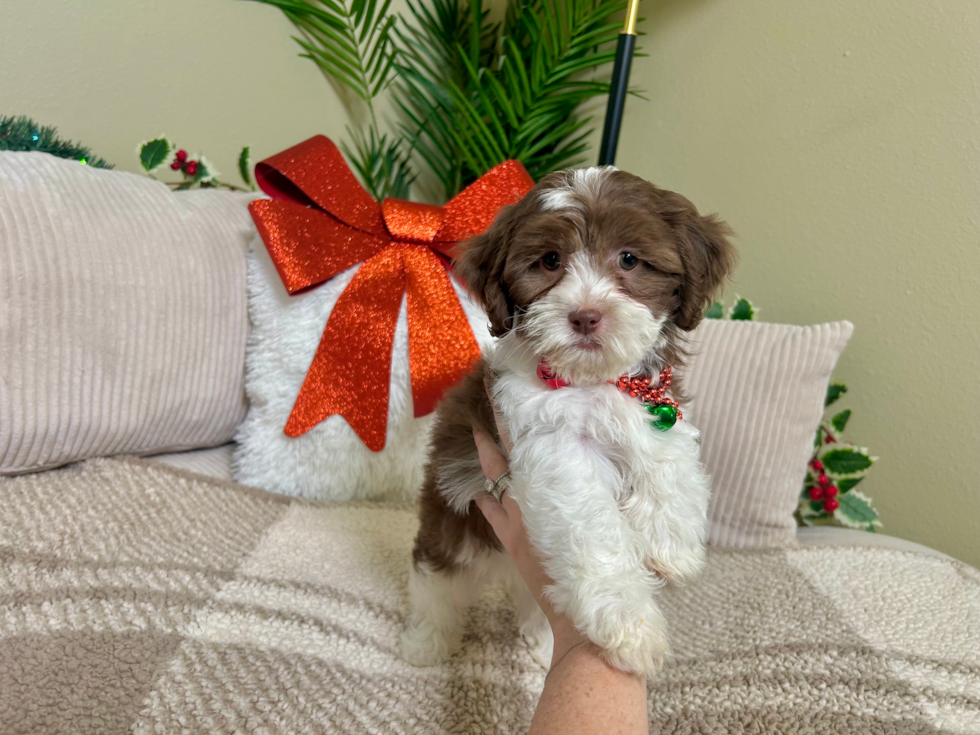 Best Shih Poo Baby