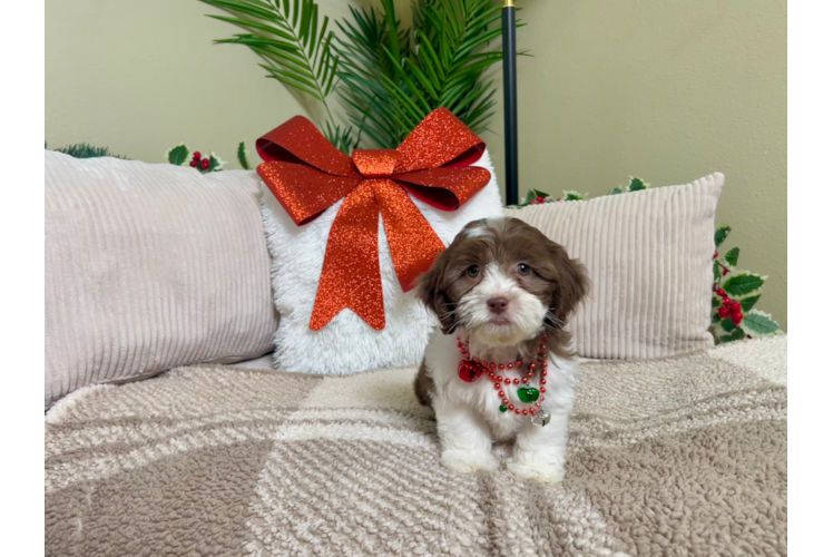 Shih Poo Pup Being Cute