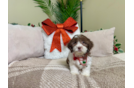 Shih Poo Pup Being Cute