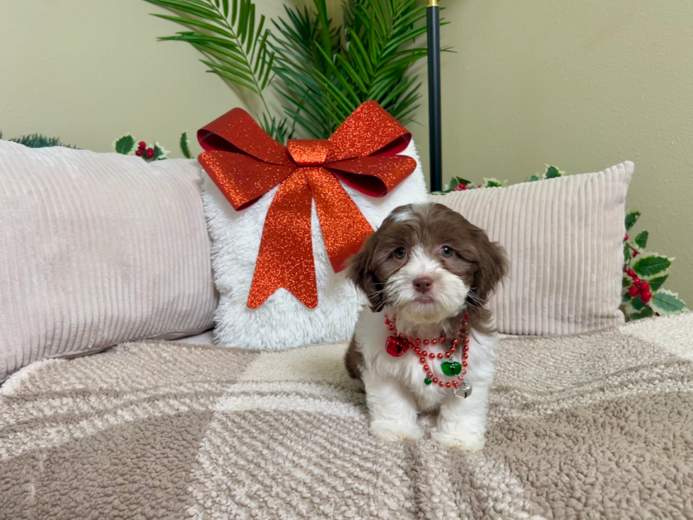 Shih Poo Pup Being Cute