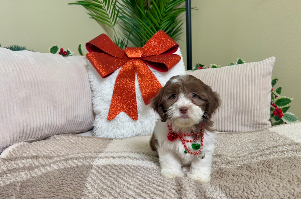 9 week old Shih Poo Puppy For Sale - Lone Star Pups