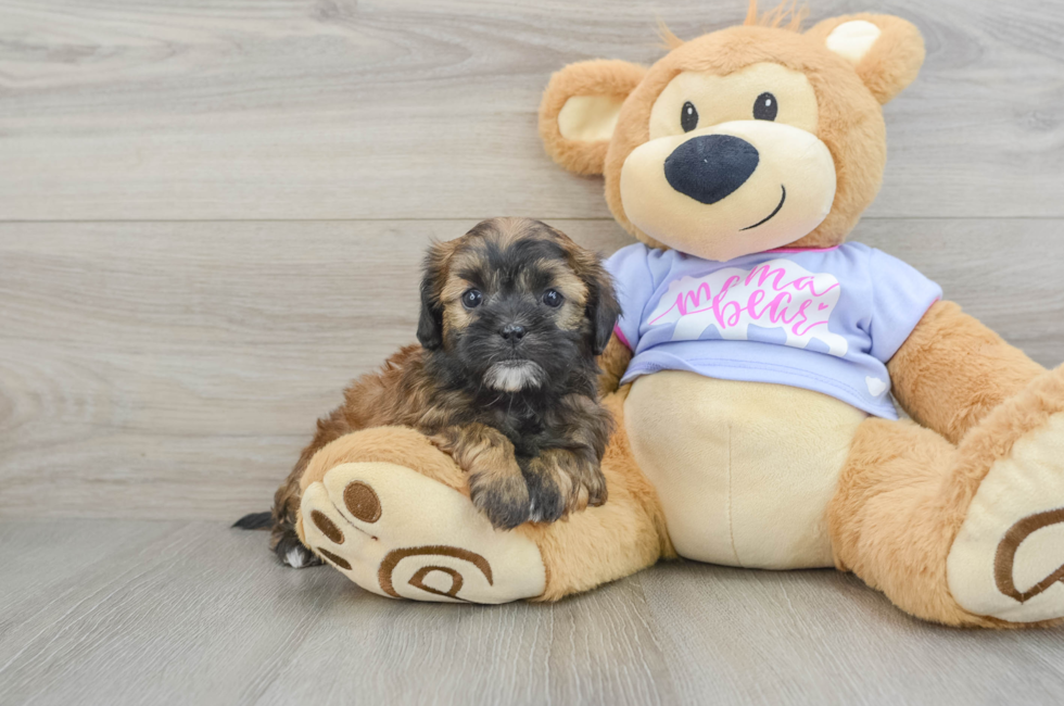 6 week old Shih Poo Puppy For Sale - Lone Star Pups