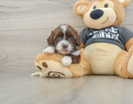8 week old Shih Poo Puppy For Sale - Lone Star Pups
