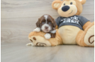 Shih Poo Pup Being Cute