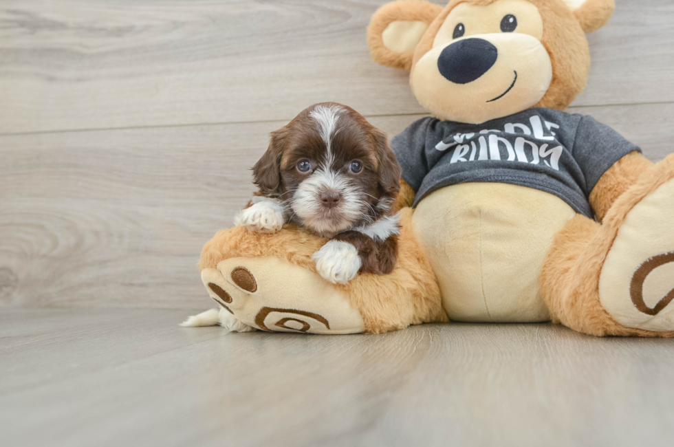 5 week old Shih Poo Puppy For Sale - Lone Star Pups