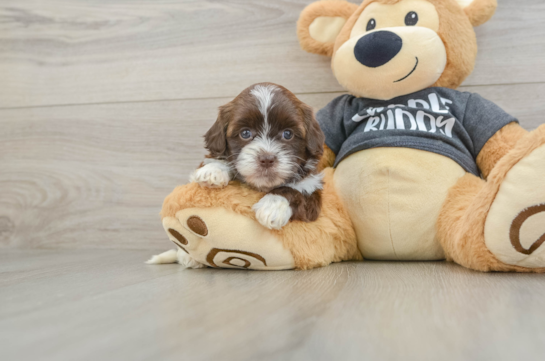 Shih Poo Pup Being Cute
