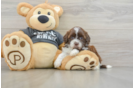 Shih Poo Puppy for Adoption