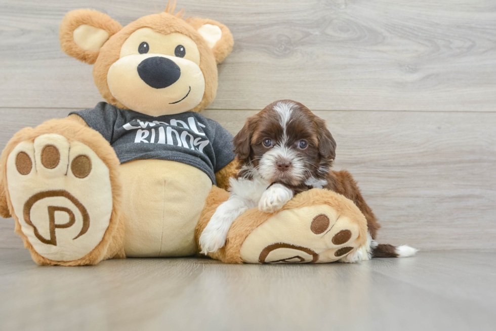 Shih Poo Puppy for Adoption
