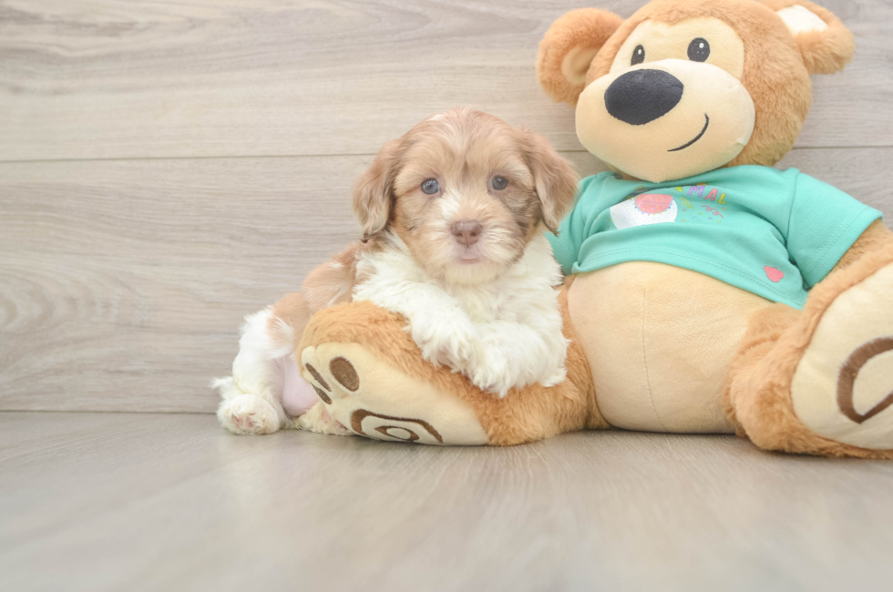 5 week old Shih Poo Puppy For Sale - Lone Star Pups