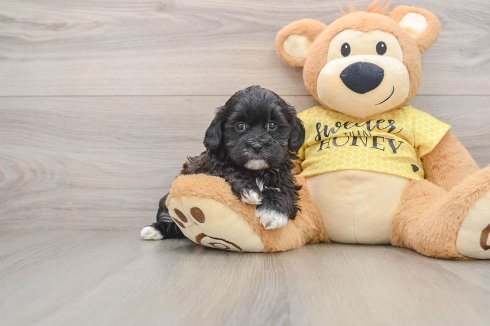 Little Shihpoo Poodle Mix Puppy