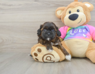 8 week old Shih Poo Puppy For Sale - Lone Star Pups