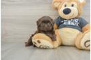 Small Shih Poo Baby