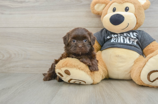 Small Shih Poo Baby