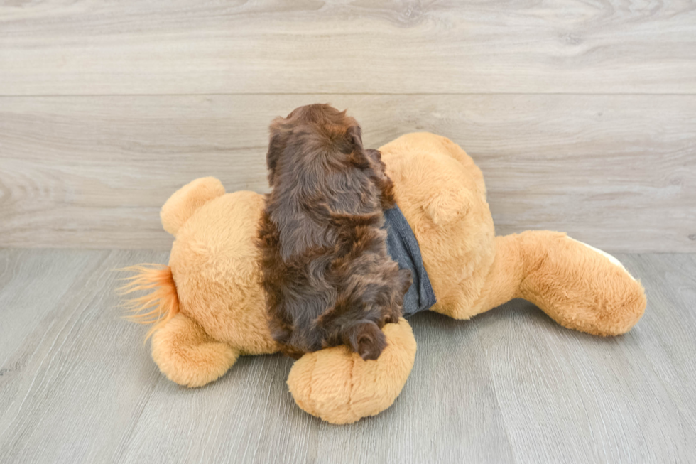 Shih Poo Pup Being Cute