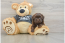 Petite Shih Poo Poodle Mix Pup