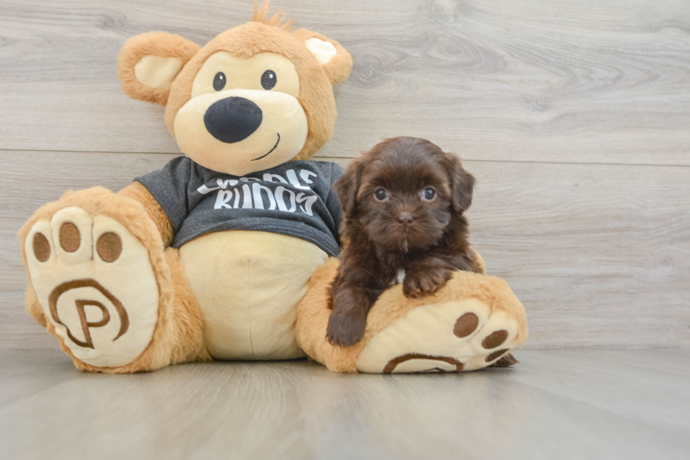 Petite Shih Poo Poodle Mix Pup