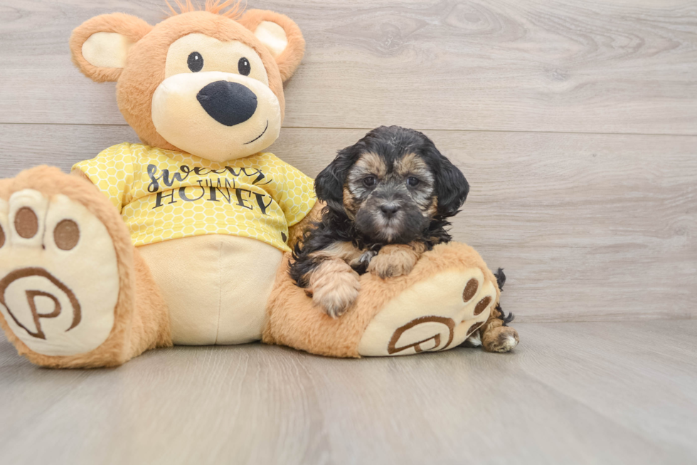 Friendly Shih Poo Baby