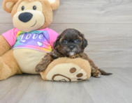 8 week old Shih Poo Puppy For Sale - Lone Star Pups