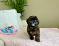 9 week old Shih Poo Puppy For Sale - Lone Star Pups