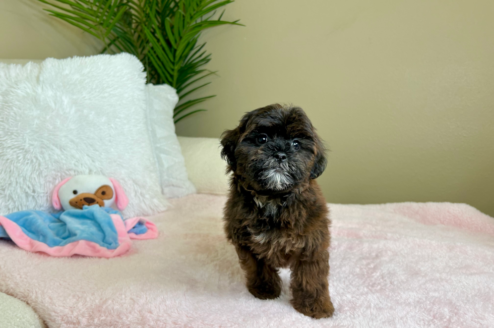 10 week old Shih Poo Puppy For Sale - Lone Star Pups