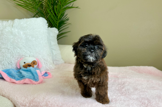 Cute Shih Poo Baby
