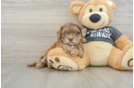 Best Shih Poo Baby
