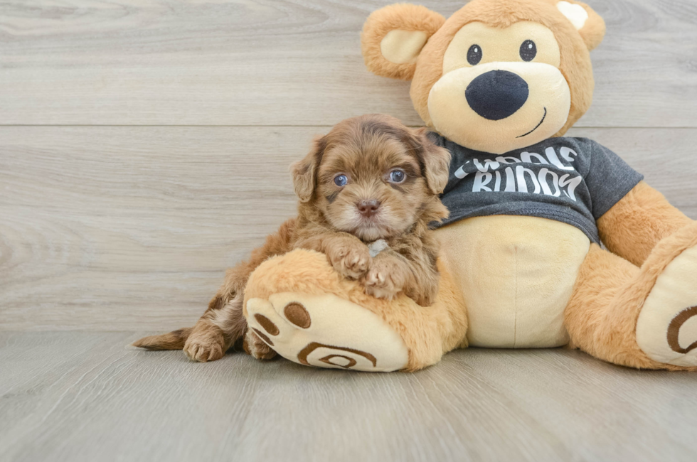 5 week old Shih Poo Puppy For Sale - Lone Star Pups