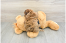 Hypoallergenic Shihpoo Poodle Mix Puppy