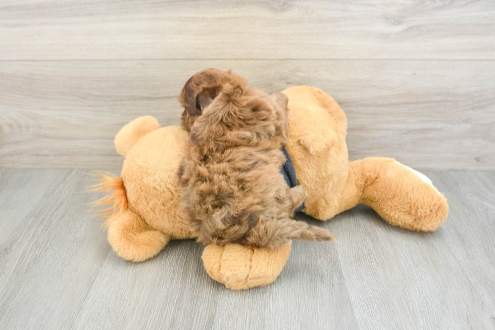 Hypoallergenic Shihpoo Poodle Mix Puppy