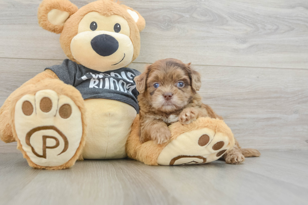 Best Shih Poo Baby