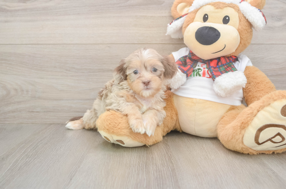 5 week old Shih Poo Puppy For Sale - Lone Star Pups