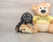 7 week old Shih Poo Puppy For Sale - Lone Star Pups