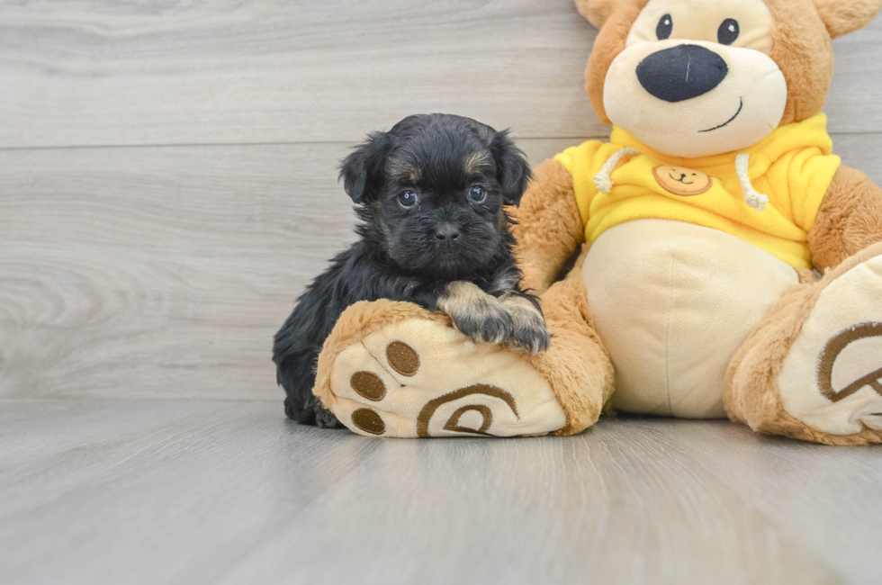 5 week old Shih Poo Puppy For Sale - Lone Star Pups