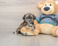 8 week old Shih Poo Puppy For Sale - Lone Star Pups