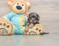 5 week old Shih Poo Puppy For Sale - Lone Star Pups