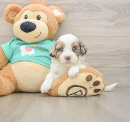 8 week old Shih Poo Puppy For Sale - Lone Star Pups