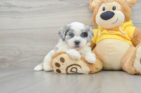 Shih Poo Pup Being Cute
