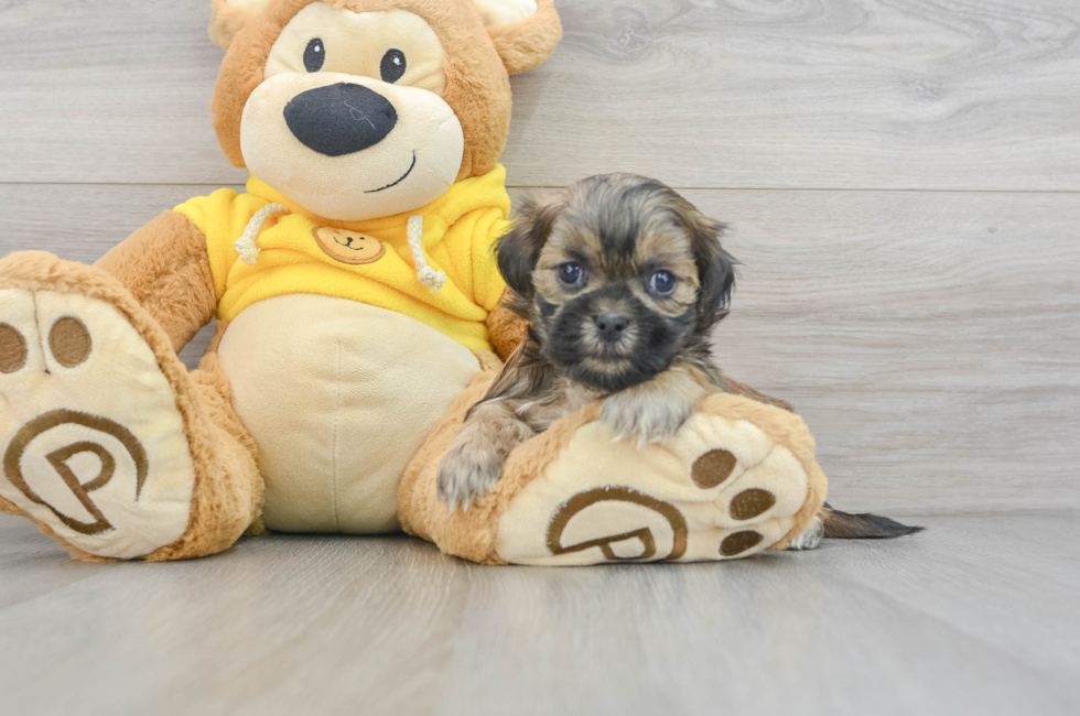 5 week old Shih Poo Puppy For Sale - Lone Star Pups