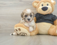 8 week old Shih Poo Puppy For Sale - Lone Star Pups