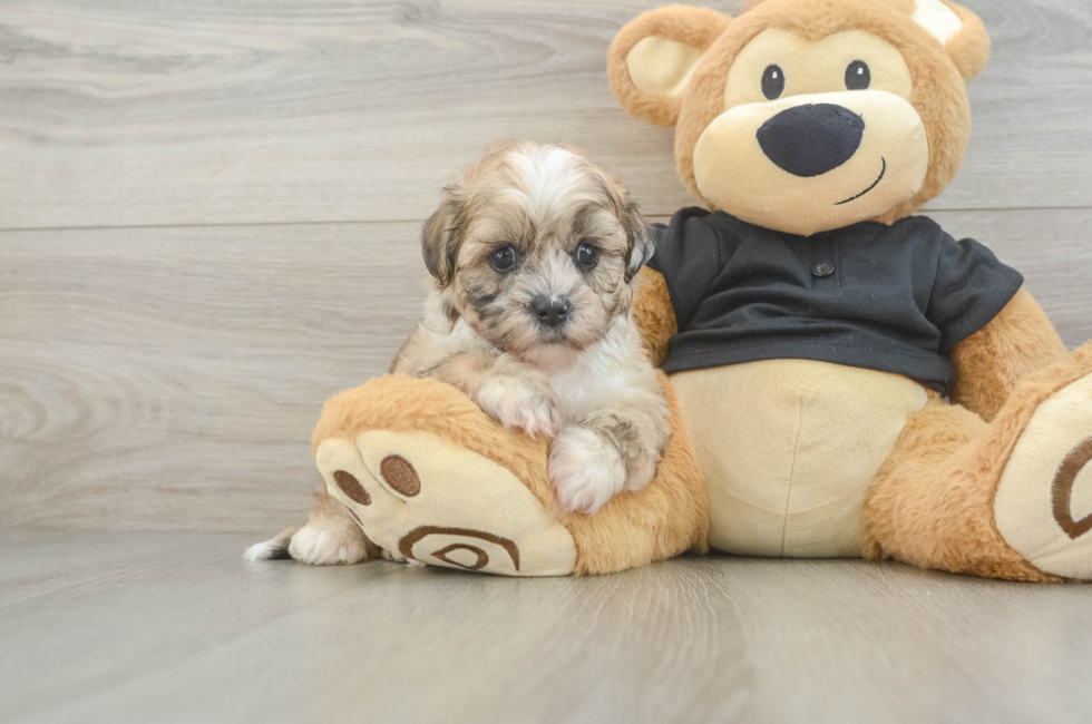6 week old Shih Poo Puppy For Sale - Lone Star Pups