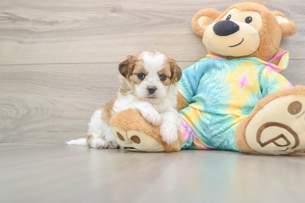 Shih Poo Pup Being Cute