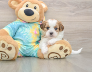 5 week old Shih Poo Puppy For Sale - Lone Star Pups