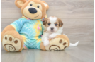 Adorable Shih Poo Poodle Mix Puppy