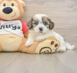 7 week old Shih Poo Puppy For Sale - Lone Star Pups