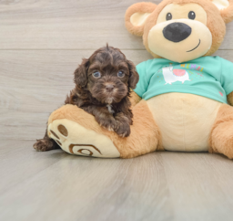 7 week old Shih Poo Puppy For Sale - Lone Star Pups