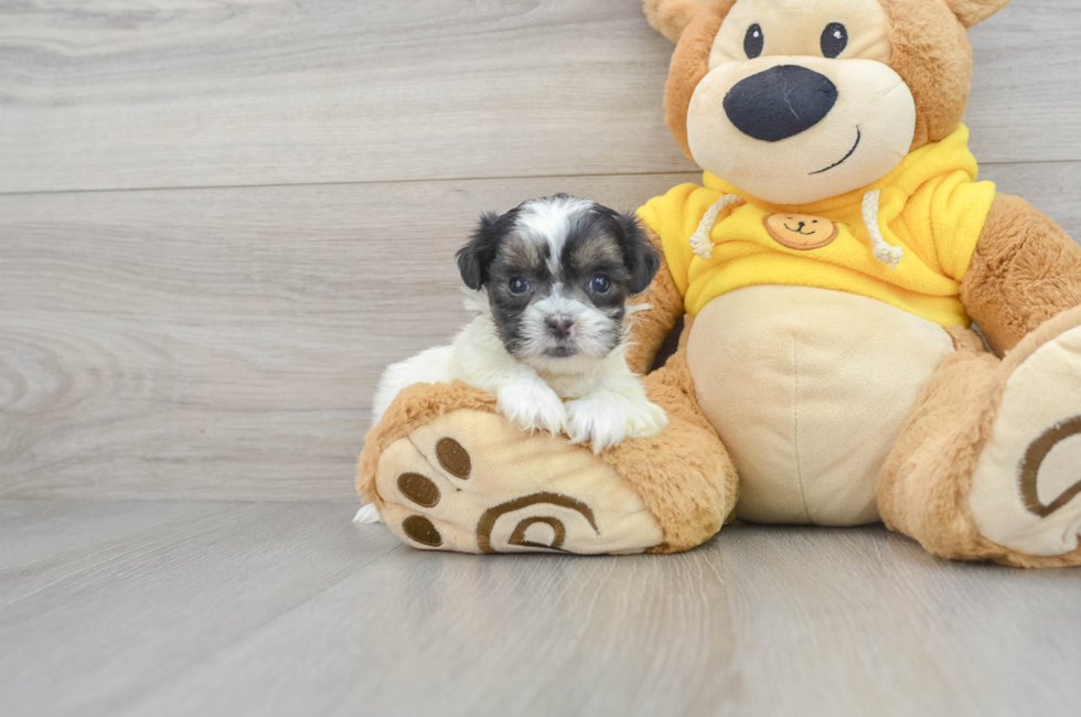 5 week old Shih Poo Puppy For Sale - Lone Star Pups