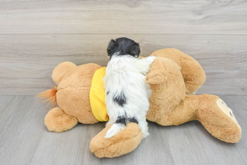 Meet Marcy - our Shih Poo Puppy Photo 2/3 - Lone Star Pups