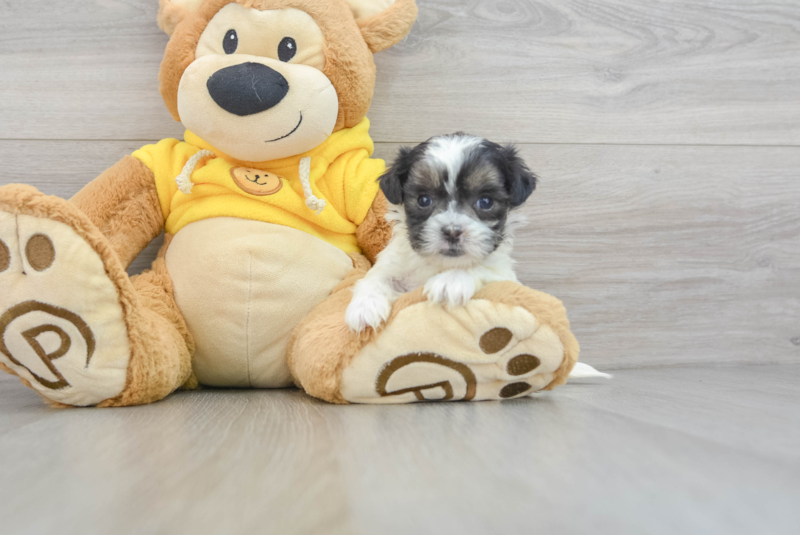 Meet Marcy - our Shih Poo Puppy Photo 3/3 - Lone Star Pups