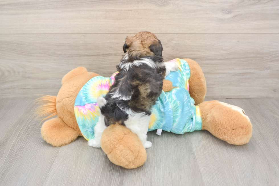 Adorable Shih Poo Poodle Mix Puppy